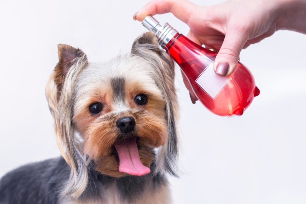 Can I Spray My Dog With Perfume? (+ Best Dog Perfumes