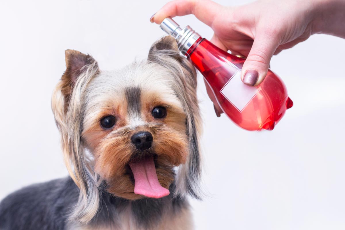 Can I spray my dog with perfume